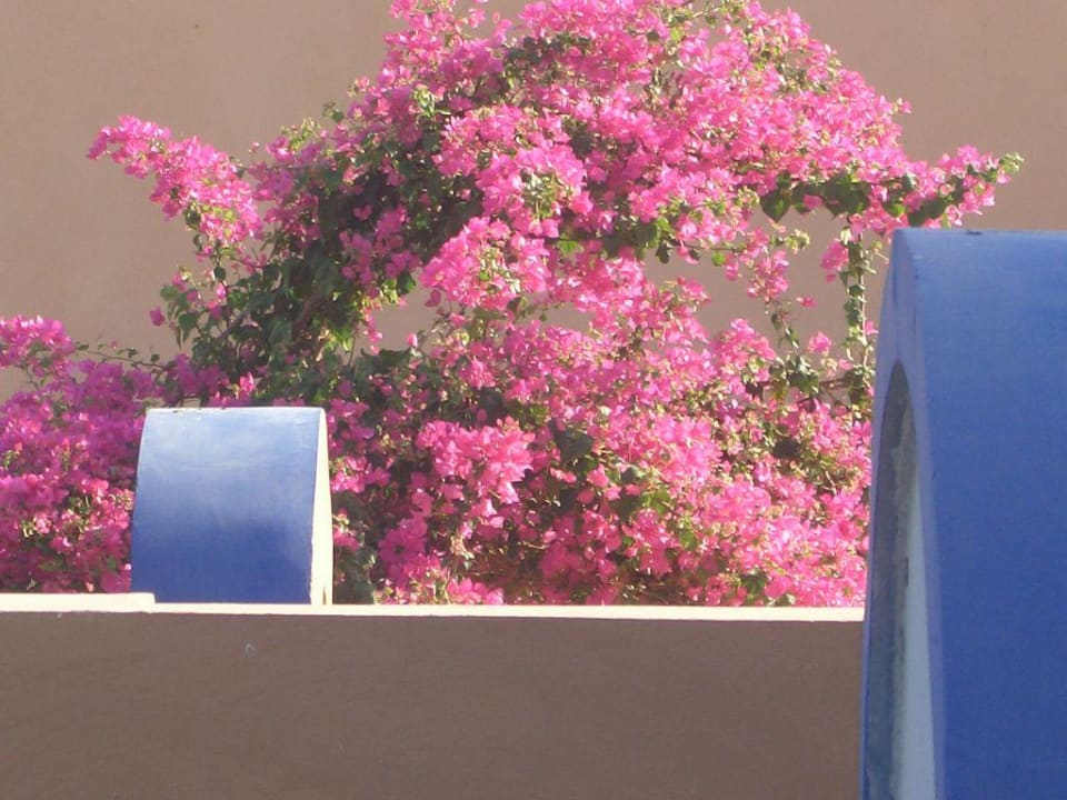 Blumen Grand Makadi