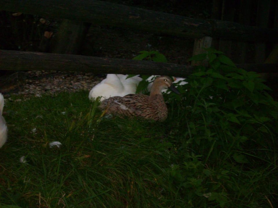 Ente und Gans im Streichelzoo Alpina Alpendorf