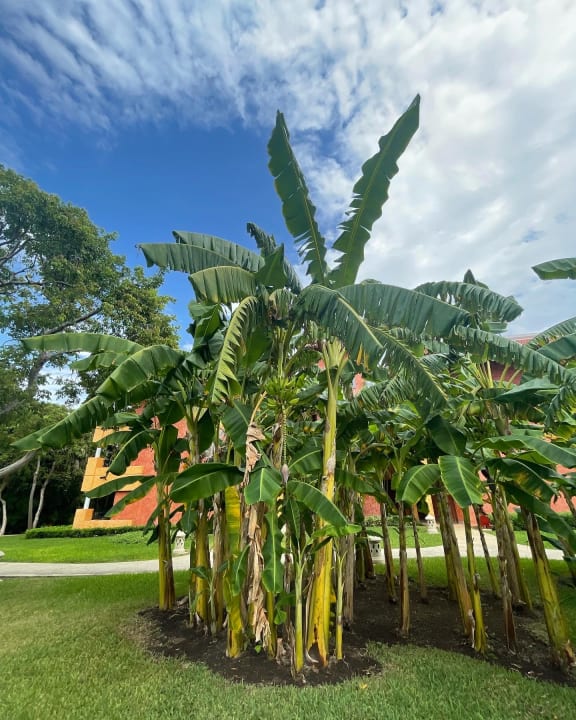 Gartenanlage Iberostar Selection Paraiso Maya Suites