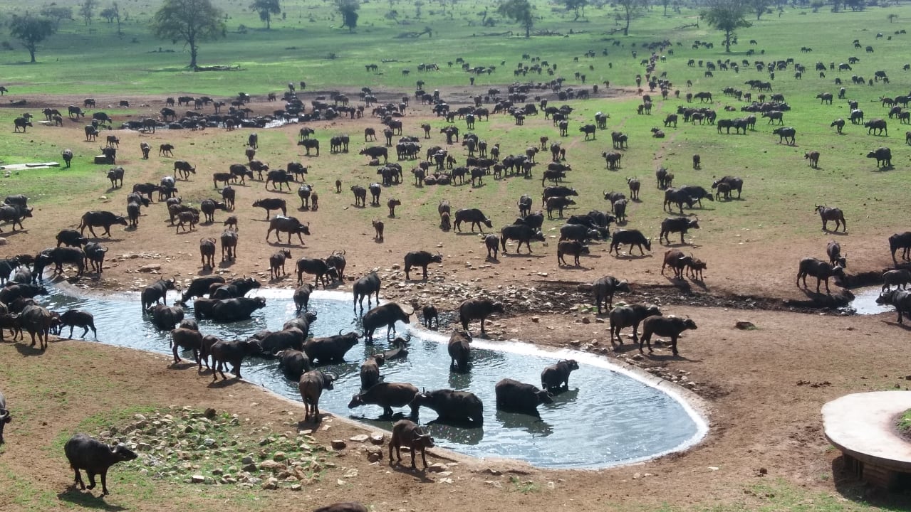 Außenansicht Salt Lick Safari Lodge