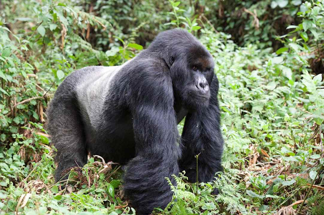 Gorilla-Tracking einmalig Gorilla Montain View Lodge