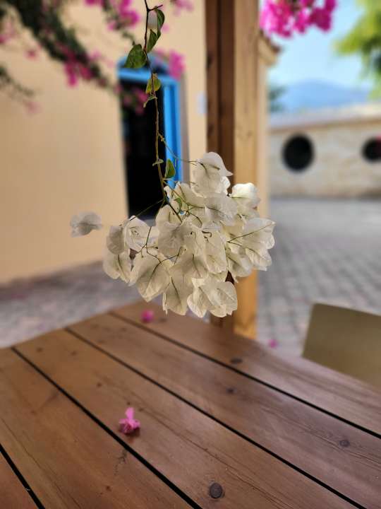 Gartenanlage High Beach Resort