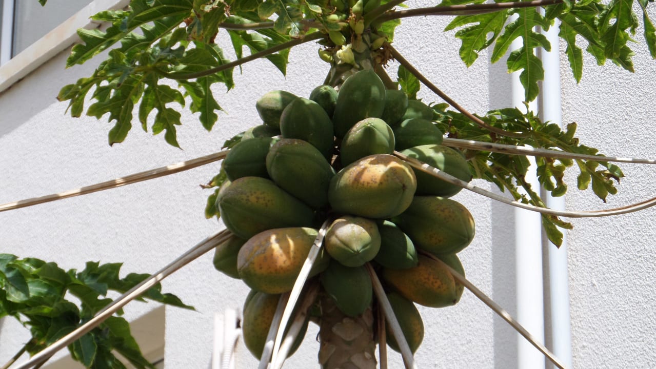 Herrliche Früchte in der Gartenanlage Oscar Resort Hotel