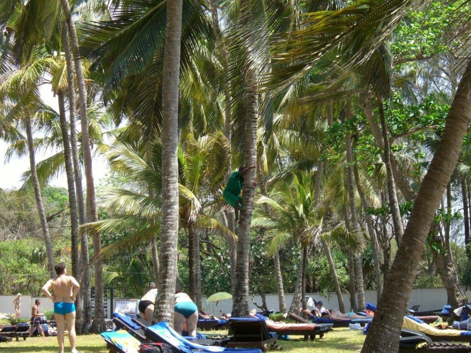 Liegewiese Hotel Diani Sea Lodge