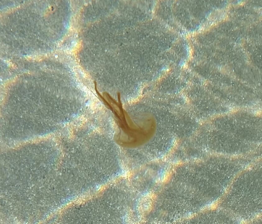 Strand Crystal Springs Beach Hotel