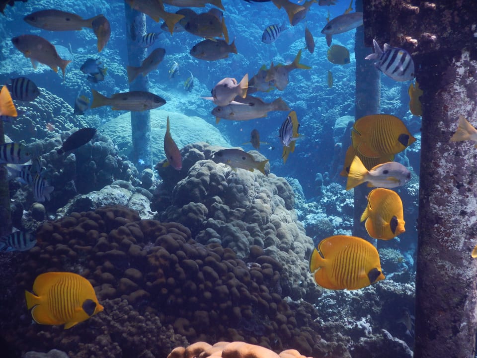 Sport & Freizeit Malikia Resort Abu Dabbab