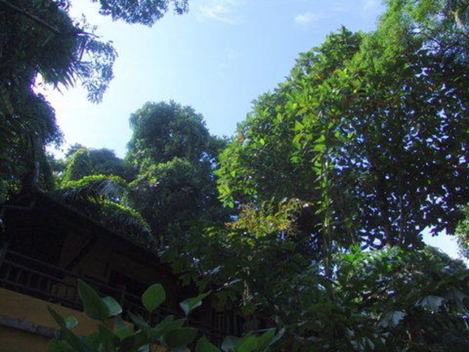 Blick nach oben beim Weg zum Frühstück Moracea by Khao Lak Resort