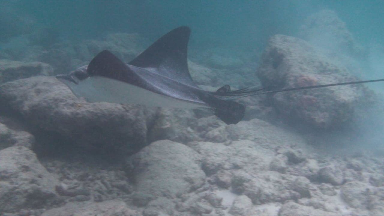 Adlerrochen Sun Siyam Vilu Reef