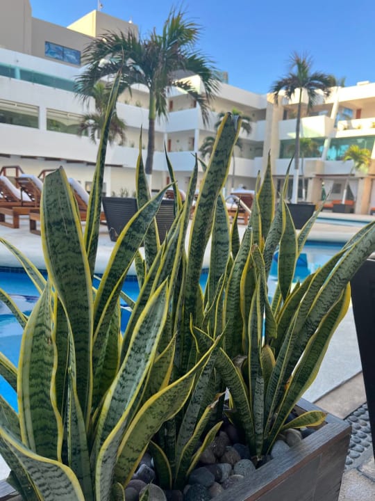 Pool Hotel Flamingo Cancun Resort