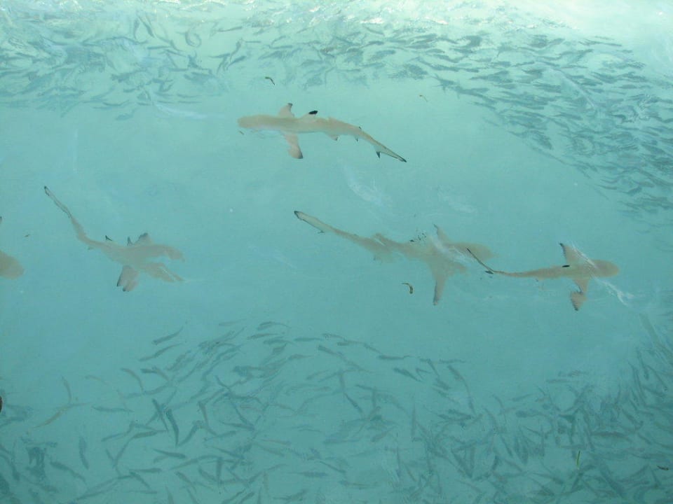 Haie  Meeru Maldives Resort Island