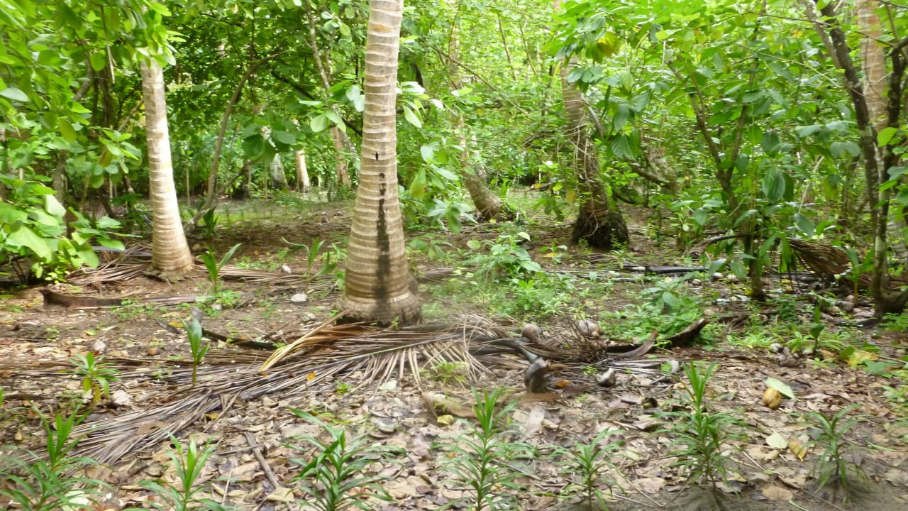 Unglaublich Filitheyo Island Resort