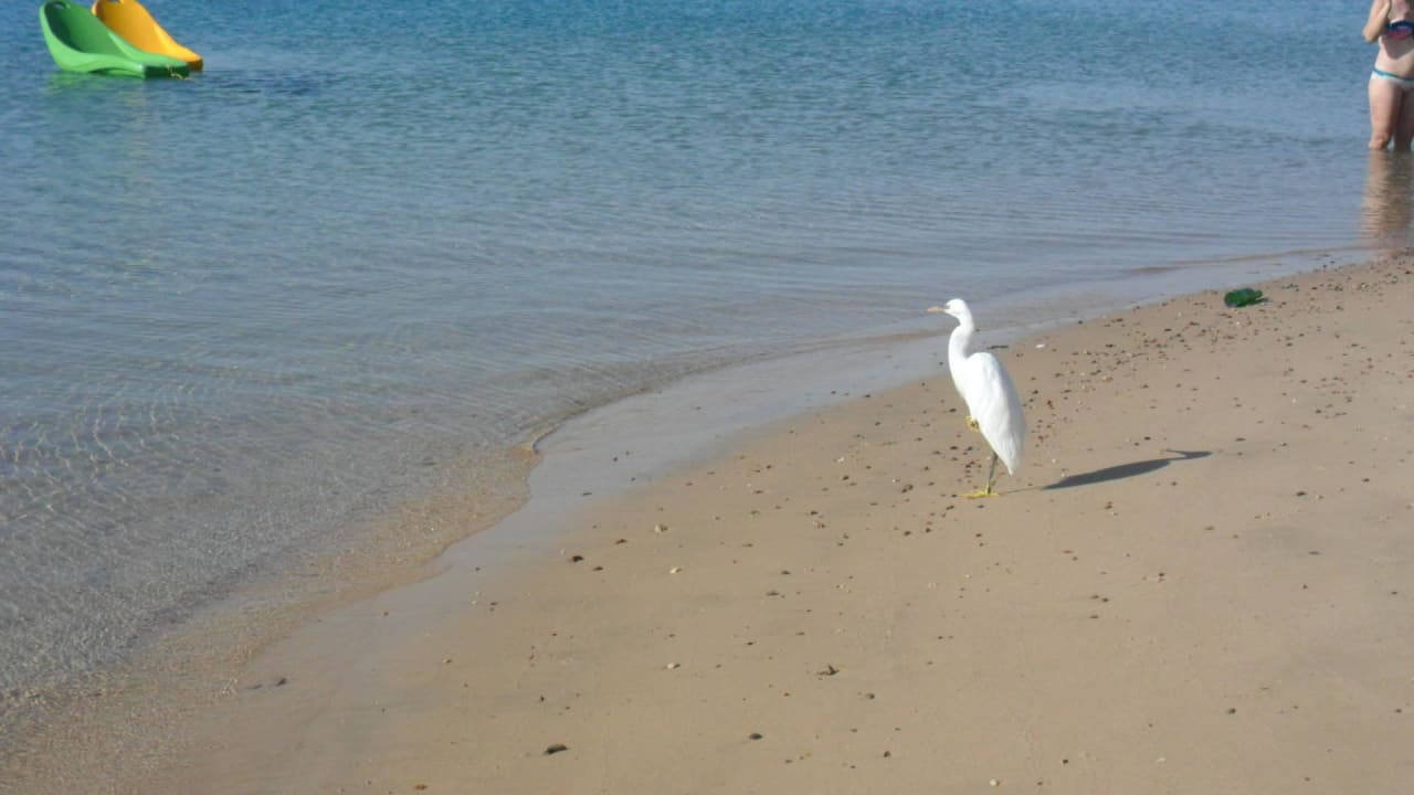Unser neuer freund Marriott Hurghada Beach Resort