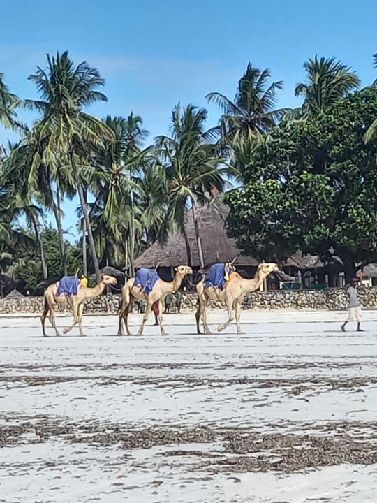 Strand Neptune Paradise Beach Resort & Spa