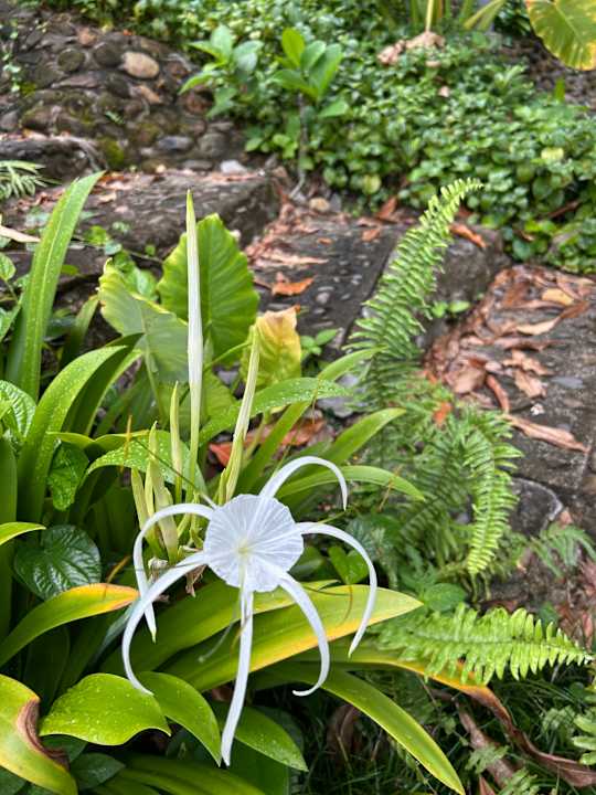 Gartenanlage Moracea by Khao Lak Resort