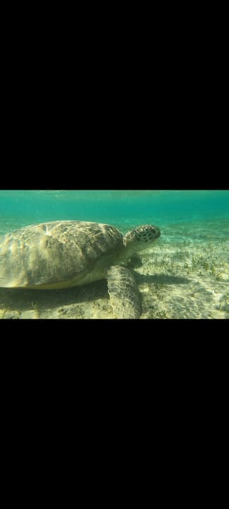 Strand Hotel Gorgonia Beach Resort