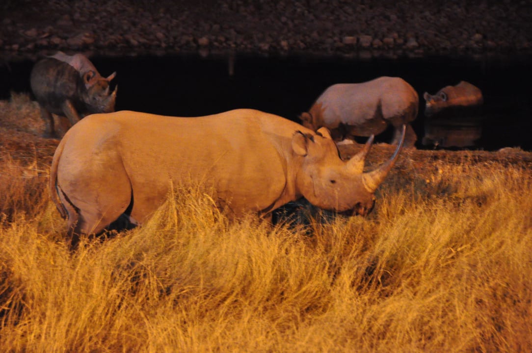 Nashörner in Massen am Wasserloch Okaukuejo Camp