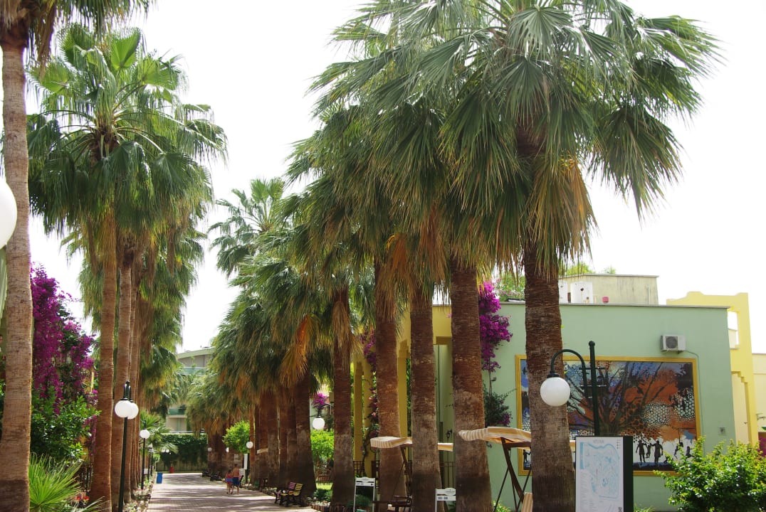 Palmen-Allee  VONRESORT Golden Beach