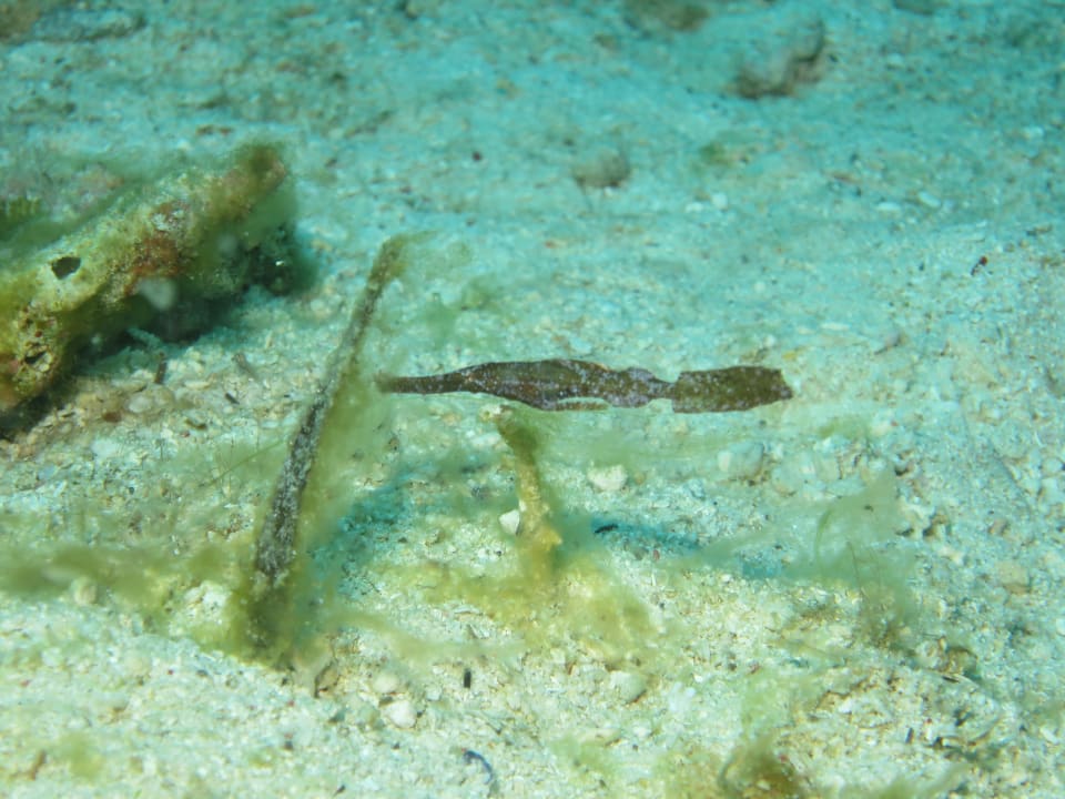 Sport & Freizeit Sunset Dive Resort