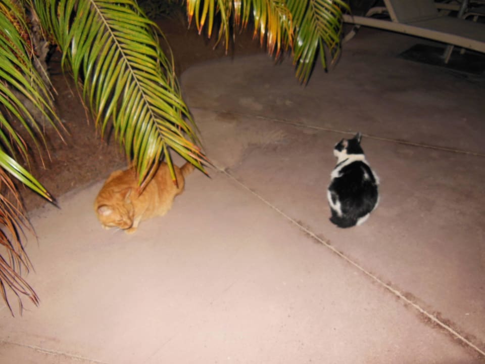 Hauskatzen Lopesan Baobab Resort