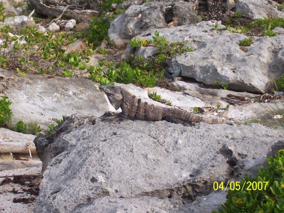 Leguan Akumal Bay Beach & Wellness Resort