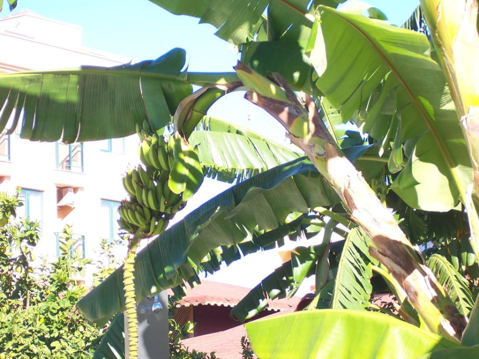 Lecker Bananen Grand Seker Hotel