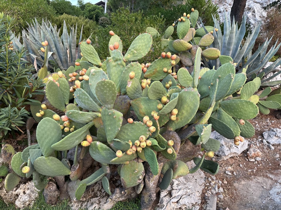 Gartenanlage TUI BLUE Seno - Adults Only