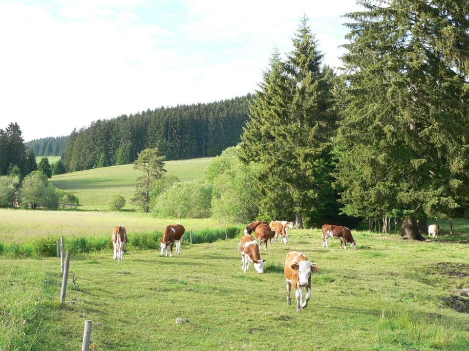 Umgebung zum Hotel Schwarzwaldgasthof Hotel Zum Löwen - Unteres Wirtshaus