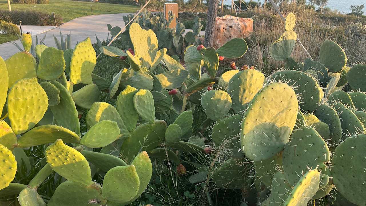 Gartenanlage Anda Barut Collection