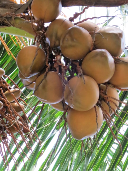 Strand Cinnamon Dhonveli Maldives