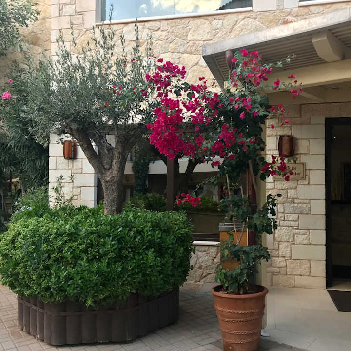 Außenansicht Cactus Royal