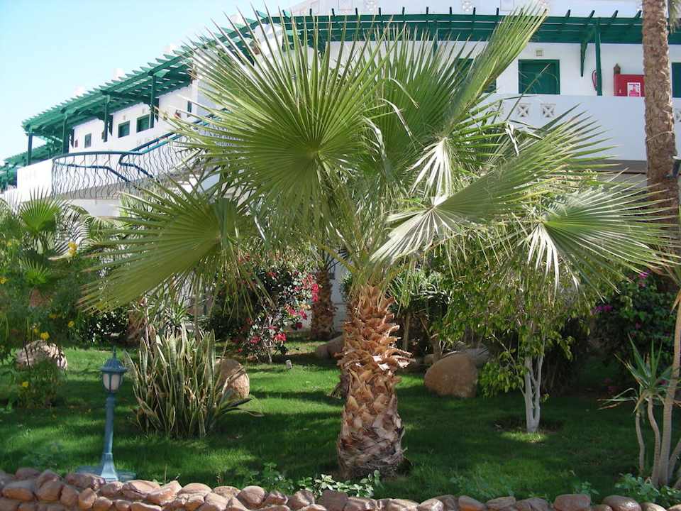 Hotelowy ogród, pełen palm, i kwiatów Hotel Amarante Garden Palms Resort