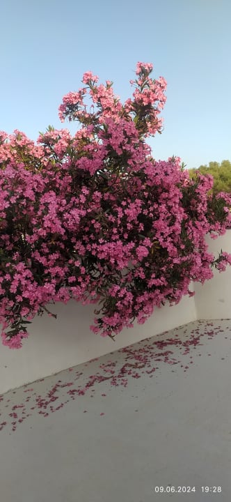 Gartenanlage Akrathos Beach Hotel