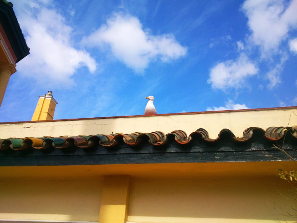 Die Möwe schaut beim Frühstück zu! Globales Reina Cristina