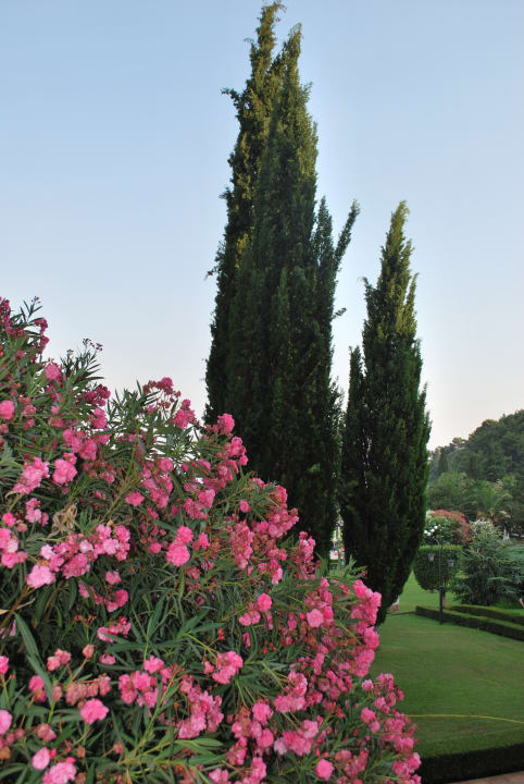 Gartenanlage Iberostar Waves Bellevue