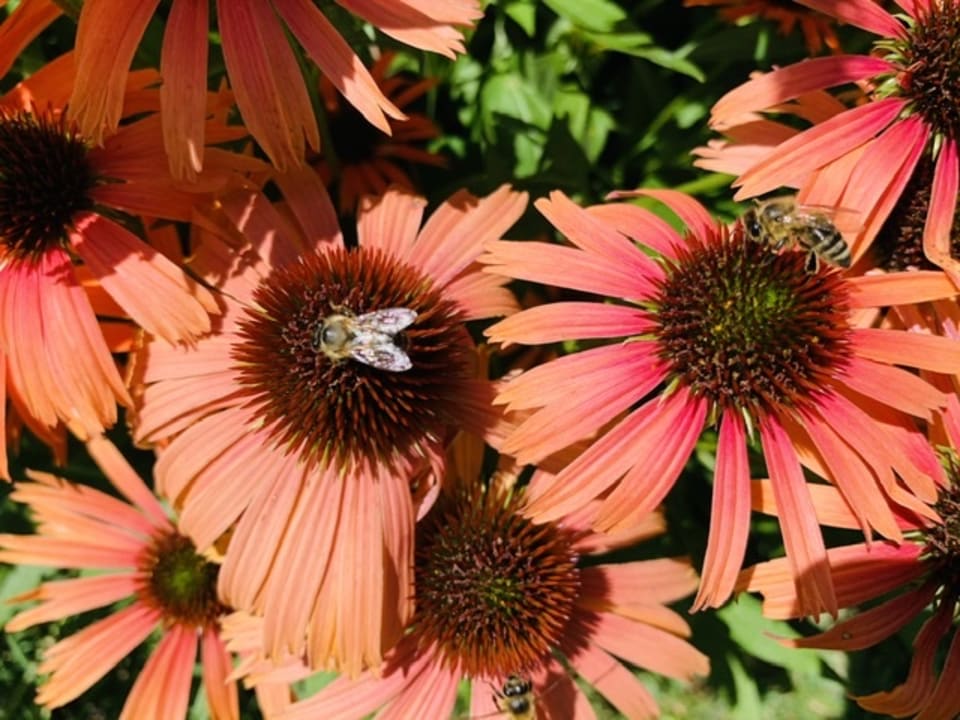 Gartenanlage Hotel Lagrein