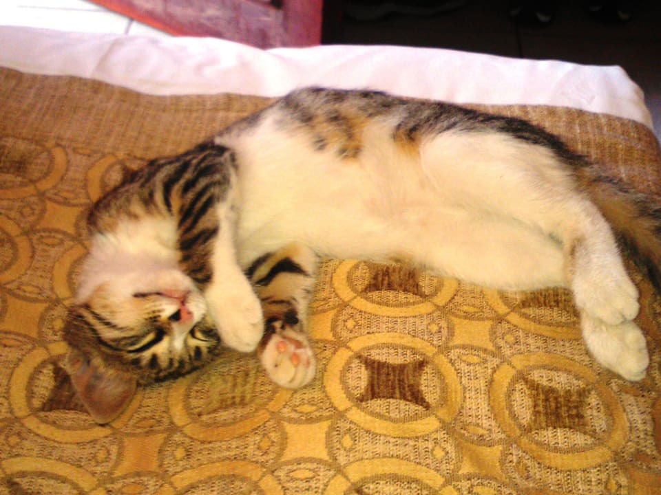 Die kleine Mitbewohner Özlem Garden Hotel