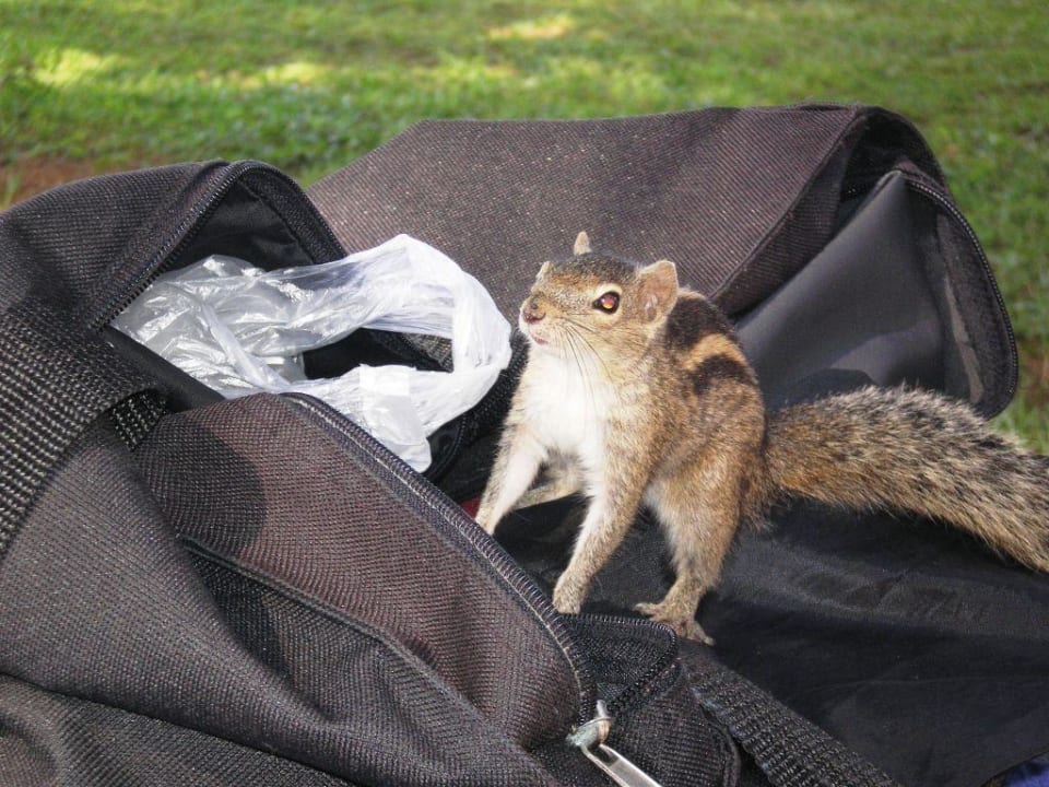 Hörnchen Mermaid Hotel & Club