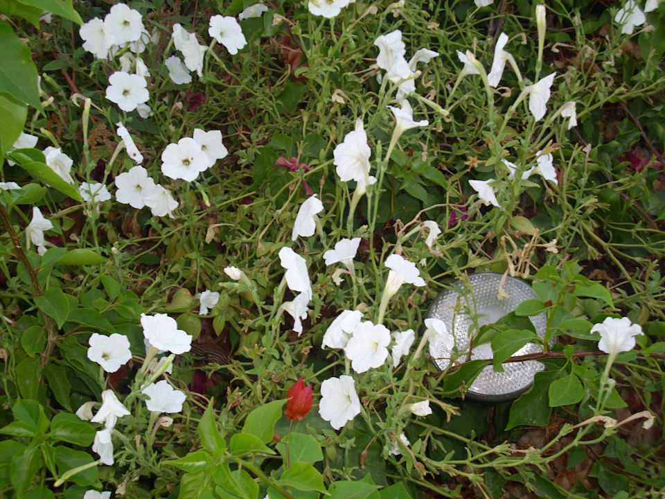 Garten Ghazala Beach