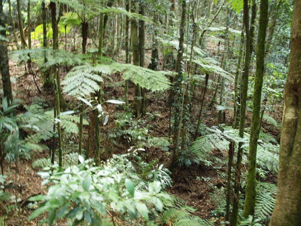 Im Regenwald O'Reilly's Rainforest Resort