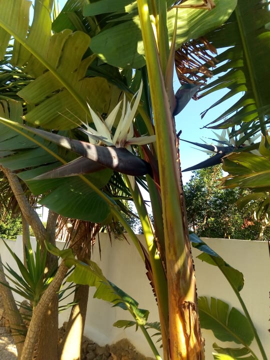 Gartenanlage Villa Jordi - Cala en Porter, private Pool