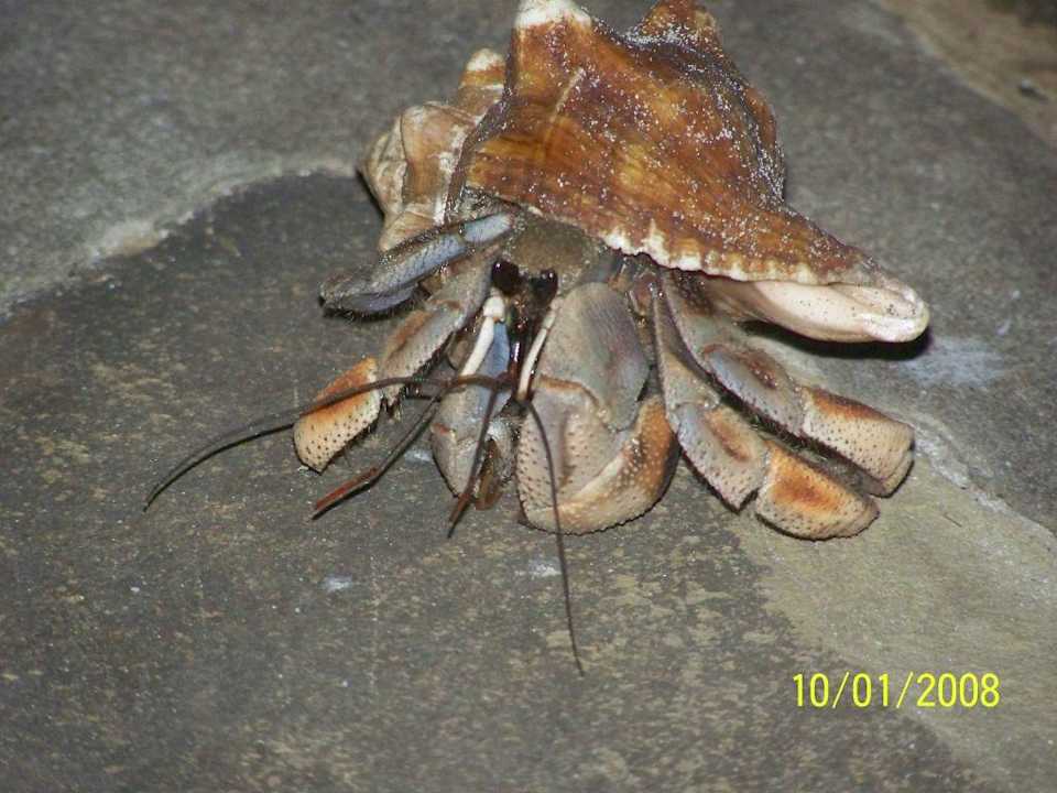 Am Strand Kaskazi Beach Resort