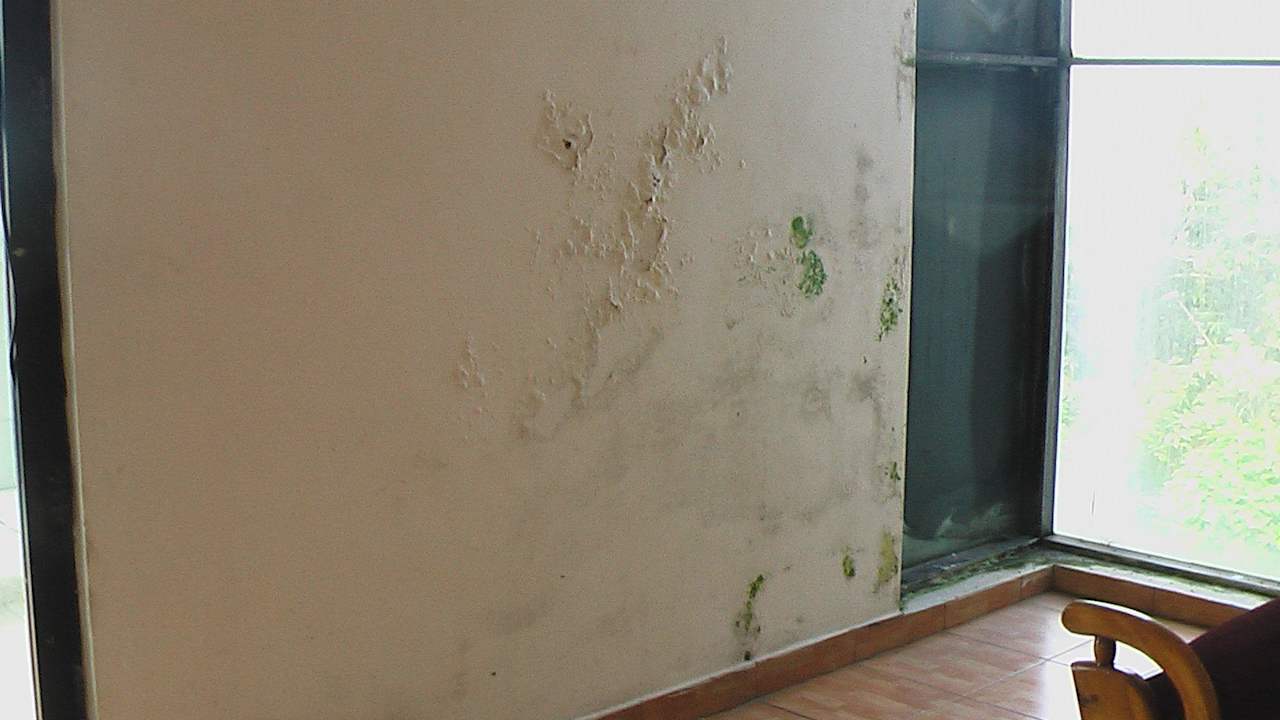 Mängel im TV Raum  Water Lily