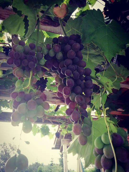 Gartenanlage OXA - Easy Escape & Wirtshaus