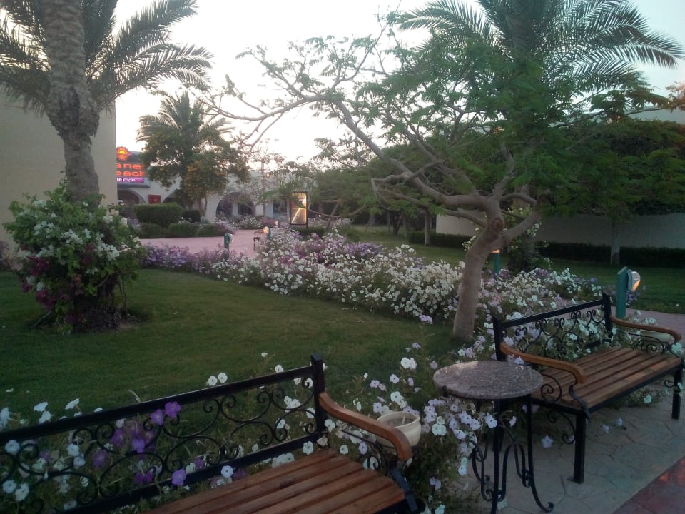Gartenanlage Desert Rose