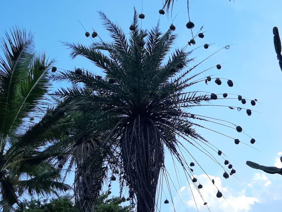 Gartenanlage Lagoon Attitude - Adults only