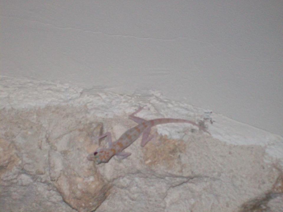 Täglicher Besucher Ghazala Gardens