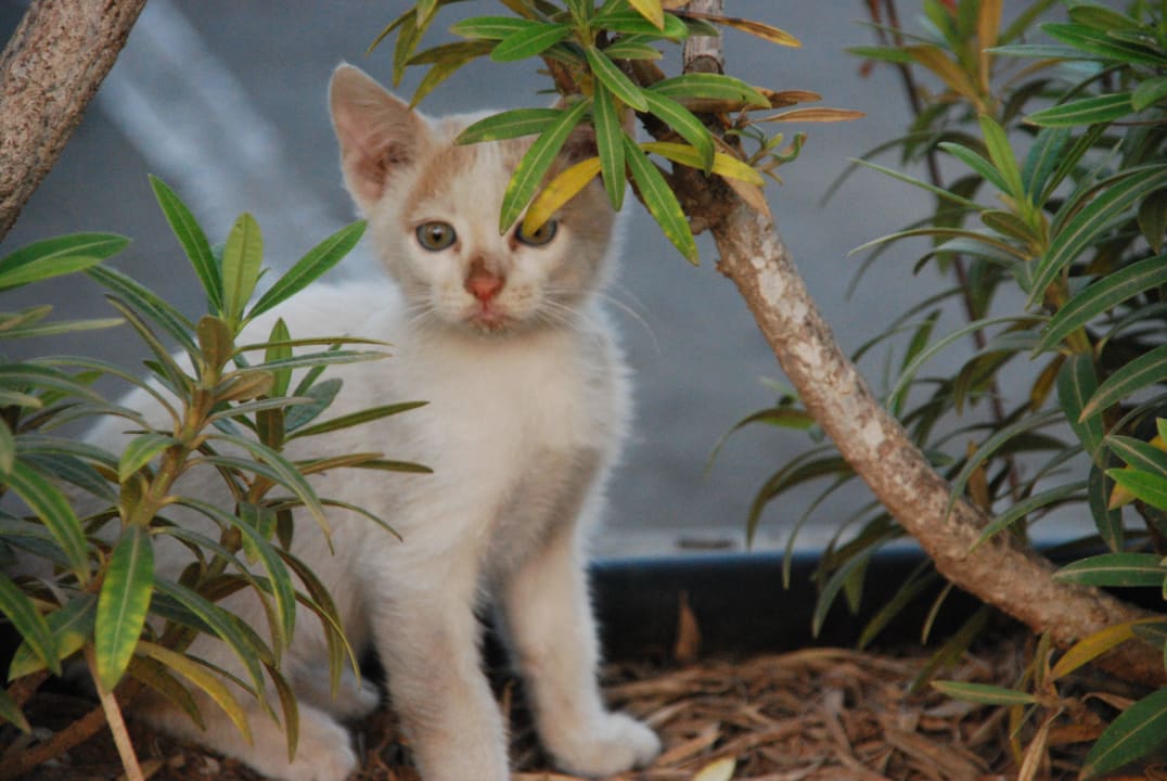 Hier und da kleine Kätzchen  Atlantica Callisto