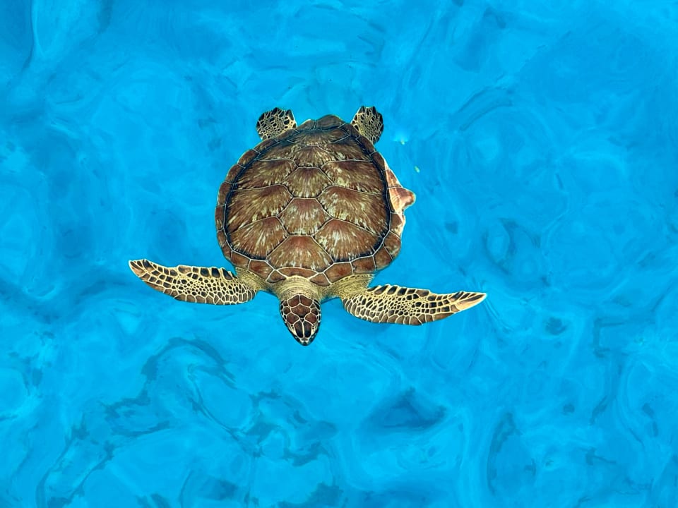 Sport & Freizeit Crystal Springs Beach Hotel