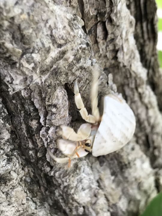 Strand Kuredu Island Resort & Spa