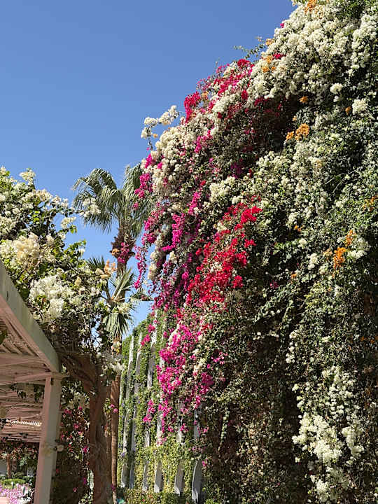 Gartenanlage Desert Rose